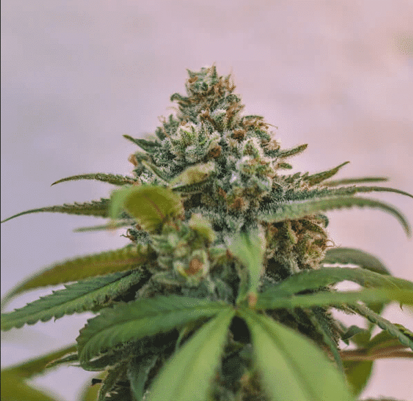 Green Crack Punch Royal Queen Cannabisfrø Skunkfrø (3)