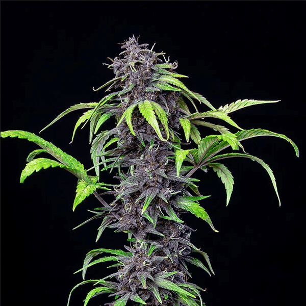 Purplematic CBD Royal Queen Cannabis Seeds Skunk Seeds (4) Purplematic CBD Royal Queen Cannabis Seeds Skunk Seeds