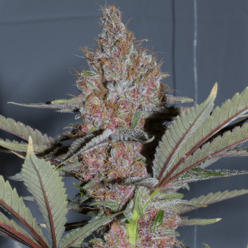 Purple Kush - Nordland Seeds - Skunkfr & cannabisfr