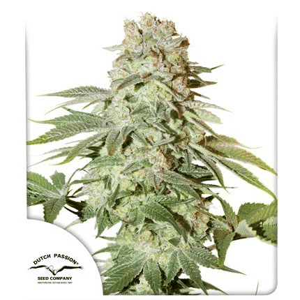 Auto-Power-Plant-Dutch-Passion-cannabis-seeds-skunkseeds