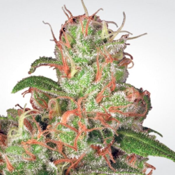 Auto Acid skunk frø cannabis frø Paradise seeds