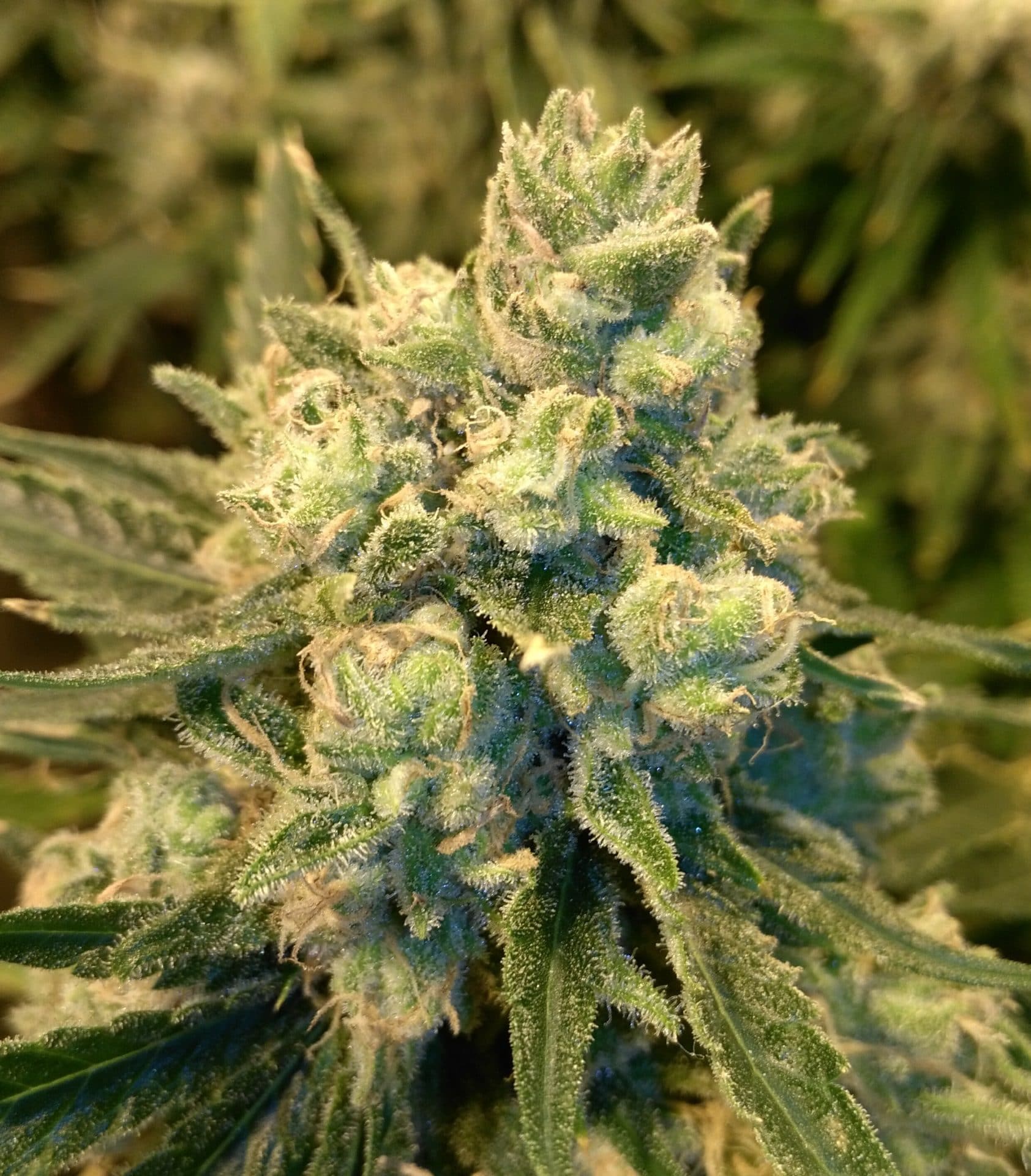 Skunk Seeds Safety Meeting regular cannabis seeds Jinxproof Genetics (4) Skunk Seeds Safety Meeting regular cannabis seeds Jinxproof Genetics