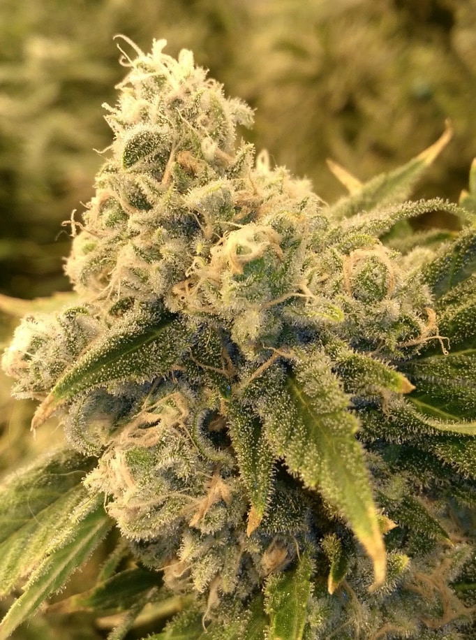 Skunk Seeds Safety Meeting regular cannabis seeds Jinxproof Genetics Skunk Seeds Safety Meeting regular cannabis seeds Jinxproof Genetics