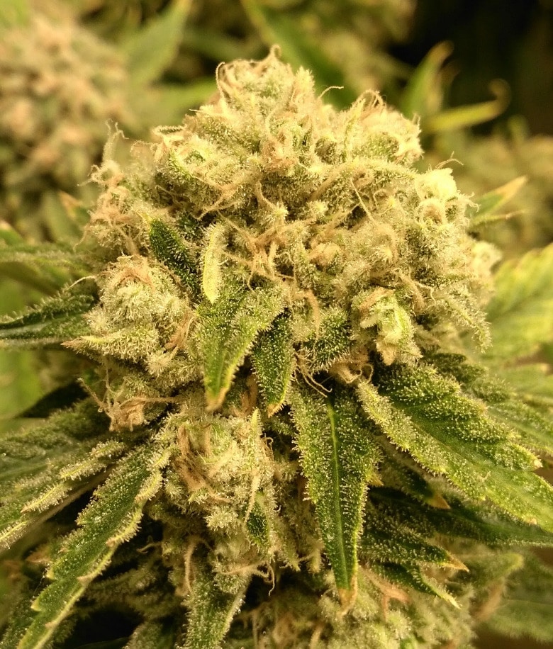 Skunk Seeds Safety Meeting regular cannabis seeds Jinxproof Genetics Skunk Seeds Safety Meeting regular cannabis seeds Jinxproof Genetics