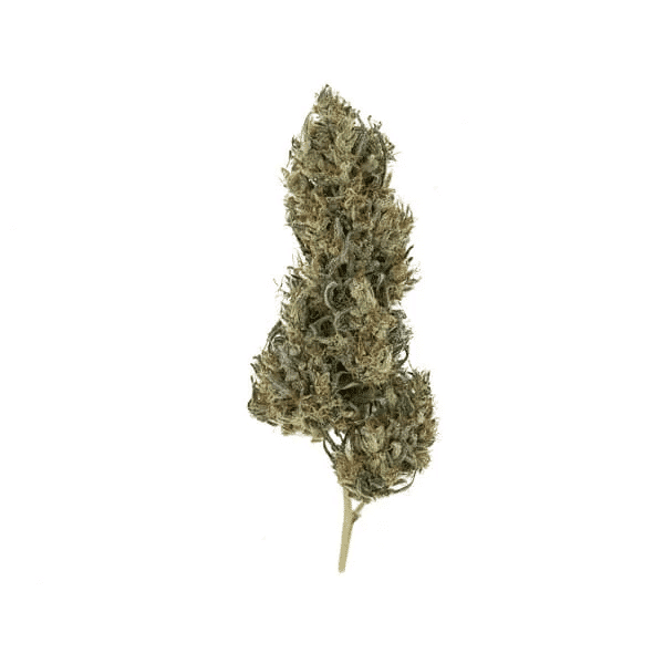 Skunk seeds Painkiller XL cannabis seeds Royal Queen Seeds Skunk seeds Painkiller XL cannabis seeds Royal Queen Seeds (2)