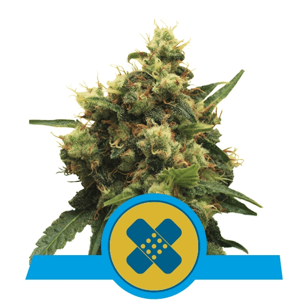 Medical cannabis Pain Killer XL cannabis seeds CBD Royal Queen Seeds Medical cannabis Pain Killer XL cannabis seeds CBD Royal Queen Seeds