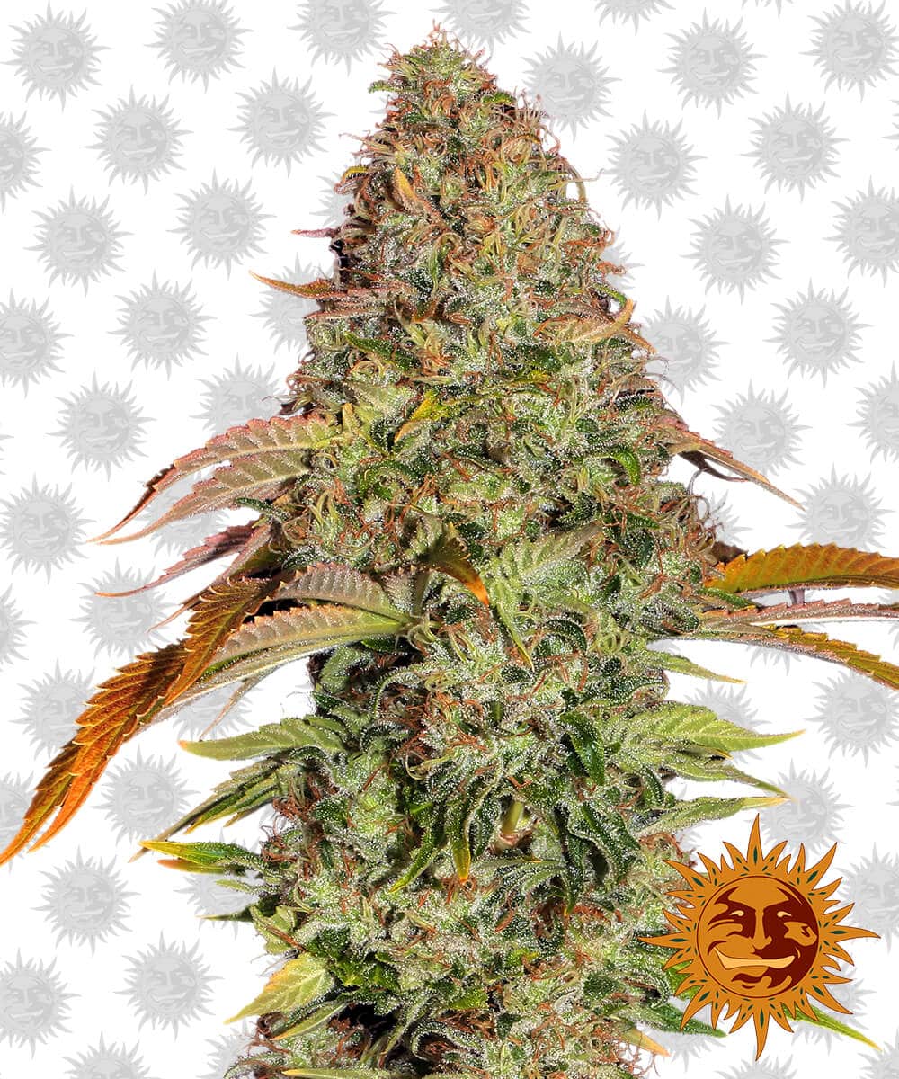 Zkittlez OG Auto - Nordland Seeds - Skunkfrø & cannabisfrø