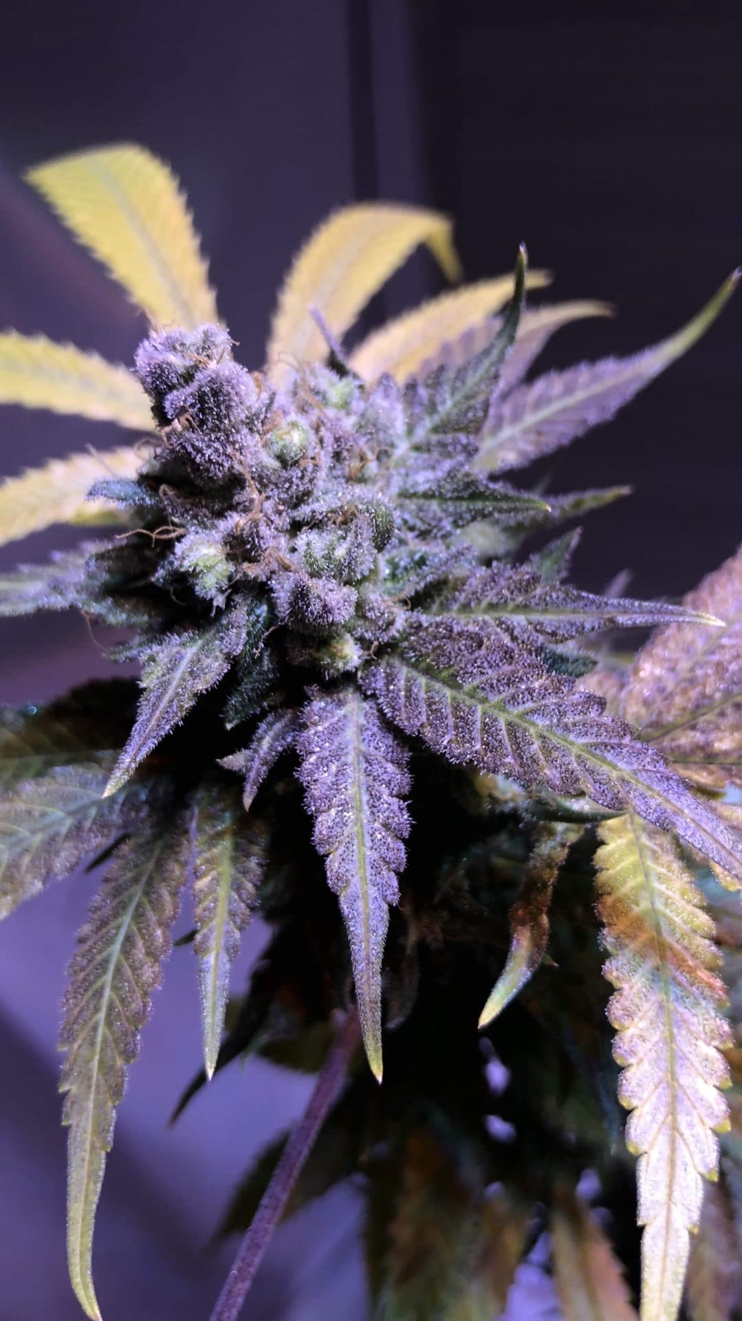 Cannabisfrön Cinderella XX Brothers Grimm Cannabisfrön Cinderella XX Brothers Grimm