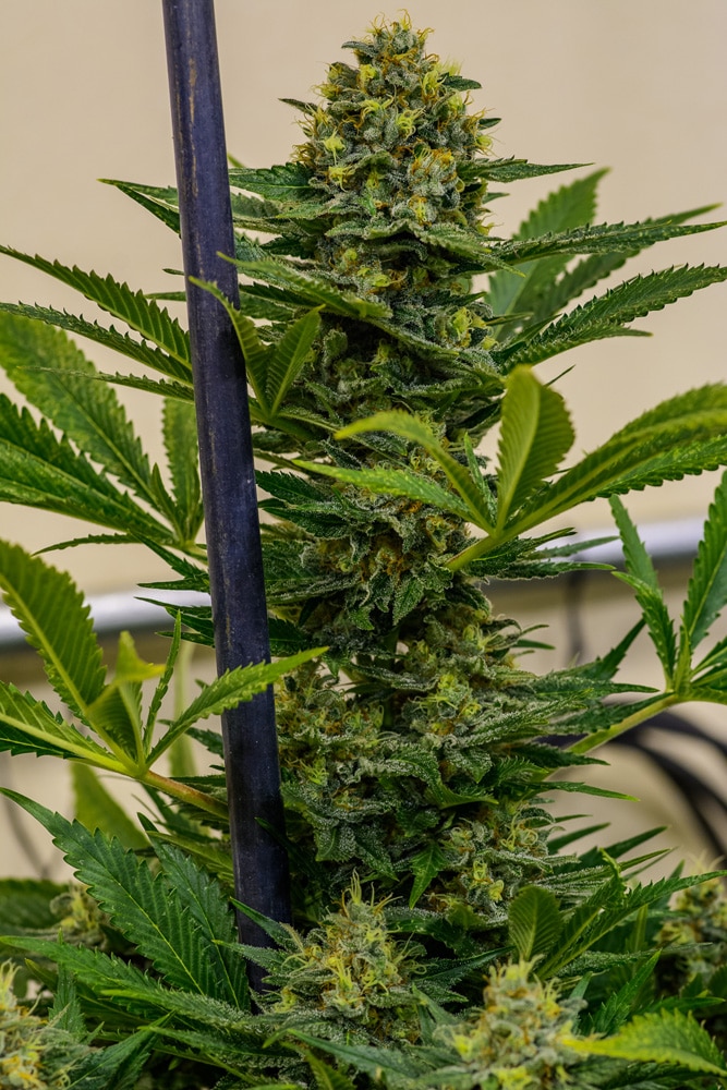Cannabisfrön Cinderella XX Brothers Grimm Cannabisfrön Cinderella XX Brothers Grimm