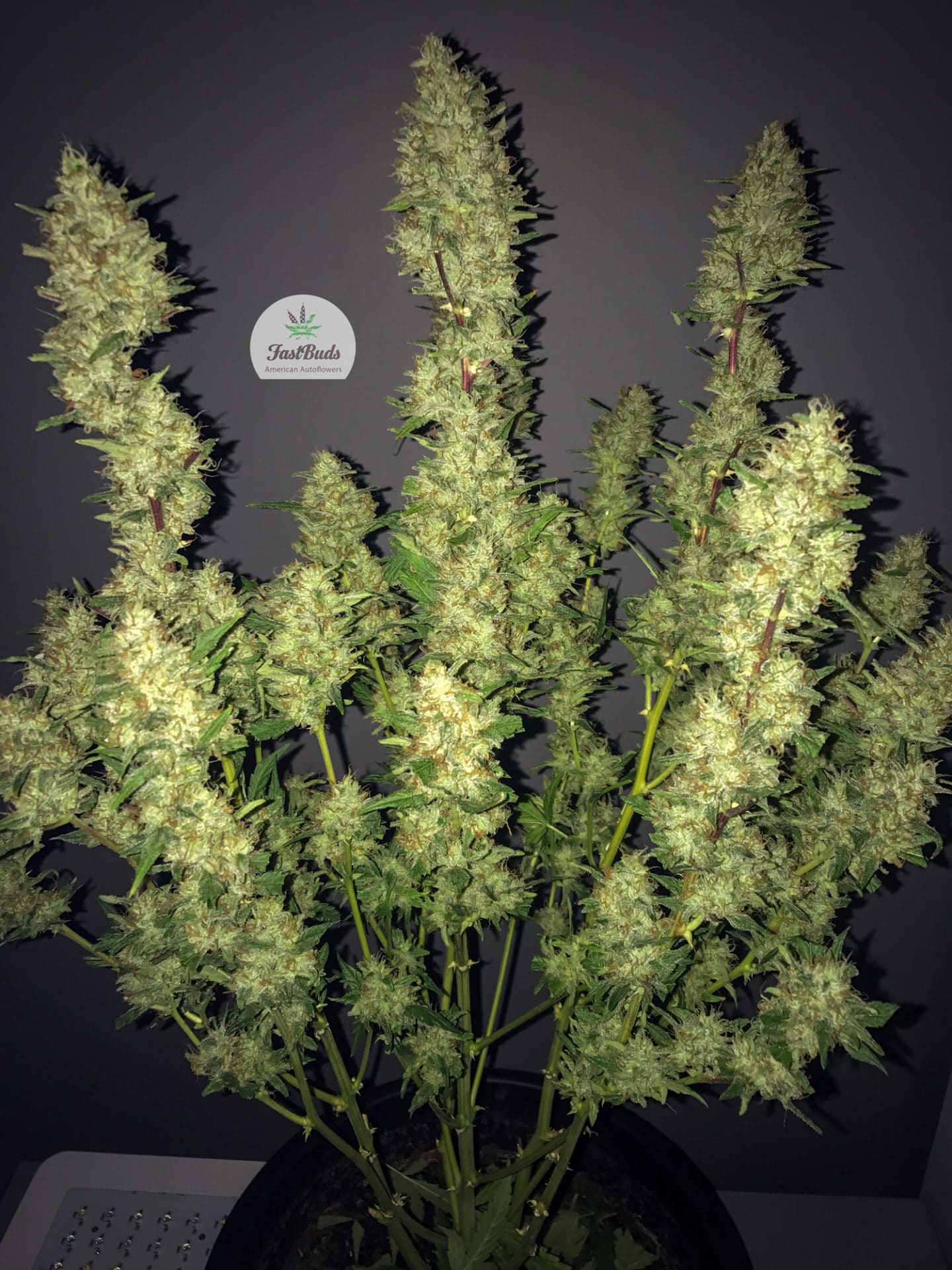 Auto Cannabis Seeds Rhino Ryder Fast Buds 3 Auto Cannabis Seeds Rhino Ryder Fast Buds