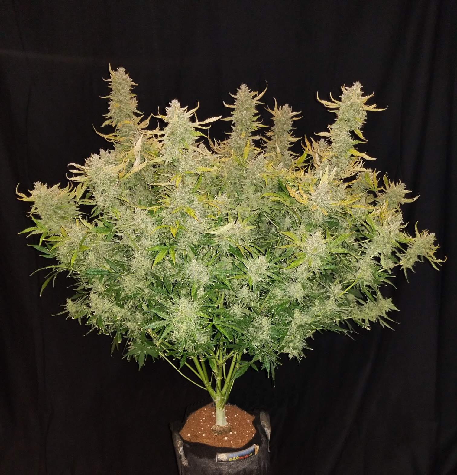 Auto Cannabis Seeds Rhino Ryder Fast Buds 5 Auto Cannabis Seeds Rhino Ryder Fast Buds