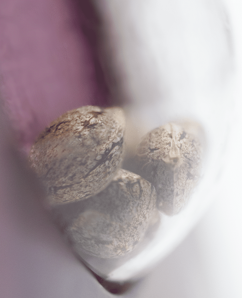Cannabisfrø Sensi Seeds Skunk #1 4 Cannabisfrø Sensi Seeds Skunk #1
