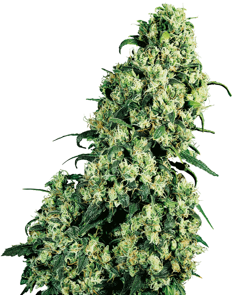 Cannabisfrø Sensi Seeds Skunk #1 6 Cannabisfrø Sensi Seeds Skunk #1