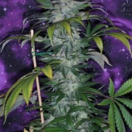 TGA_Subcool_Seeds_-_Deep_Purple