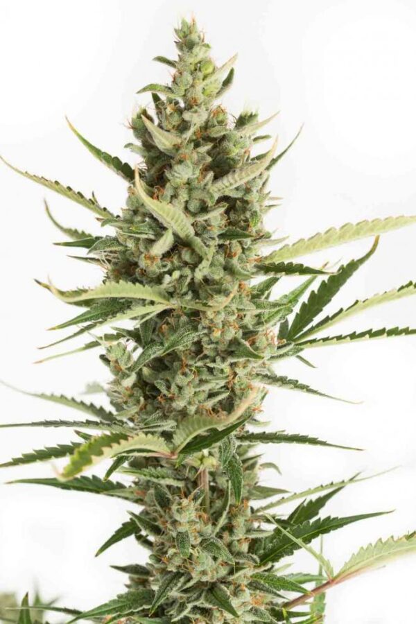 Cannabisseeds-xdinafem-amnesia-xxl-auto-_x.jpg.pag.pag