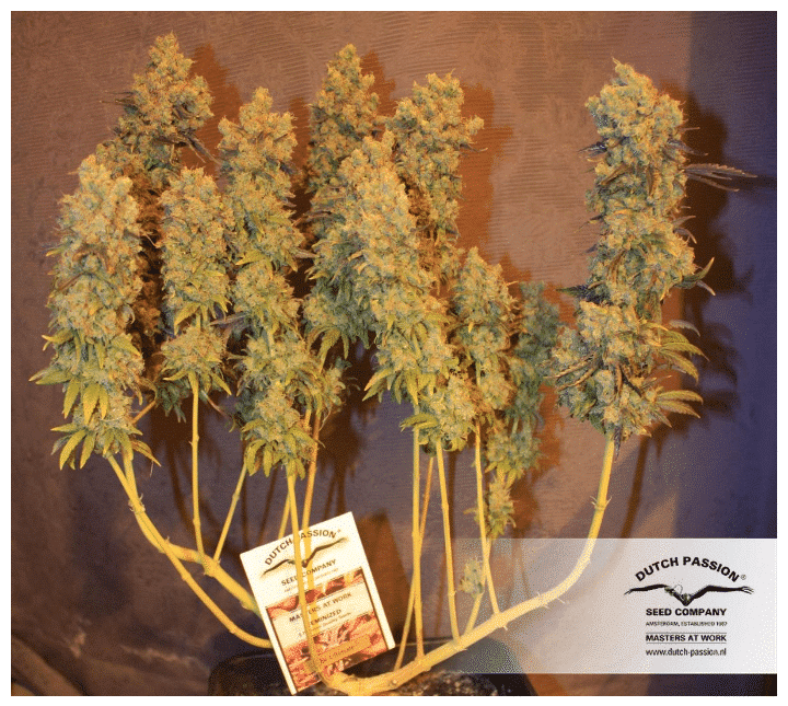 The Ultimate - Nordland Seeds - Skunkfrø & cannabisfrø