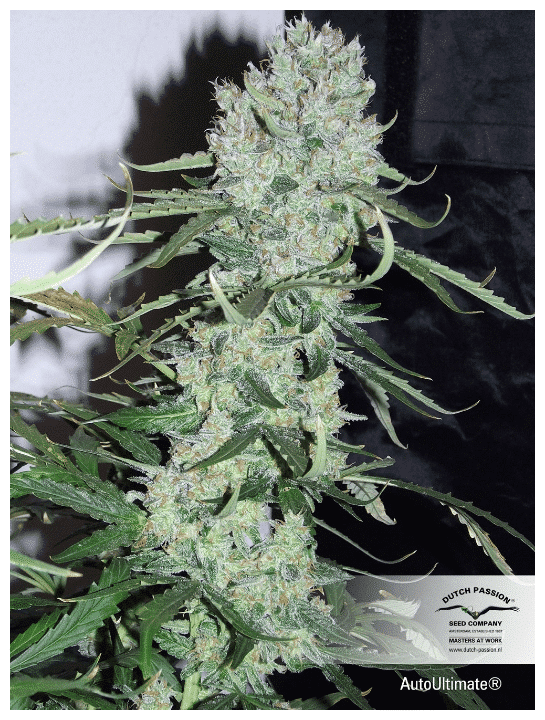 Cannabis seeds Auto Ultimate Dutch Passion 9 Cannabis Seeds Auto Ultimate Dutch Passion
