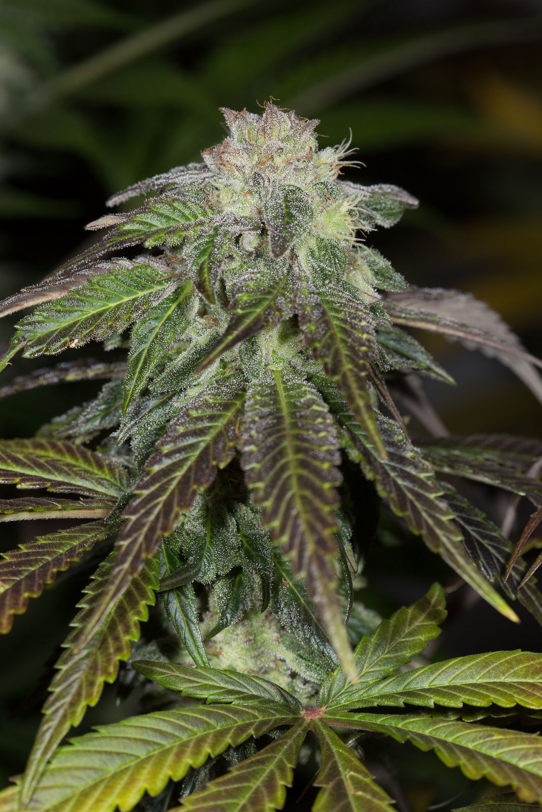 OG Kush - Nordland Seeds - Skunkfrø & cannabisfrø