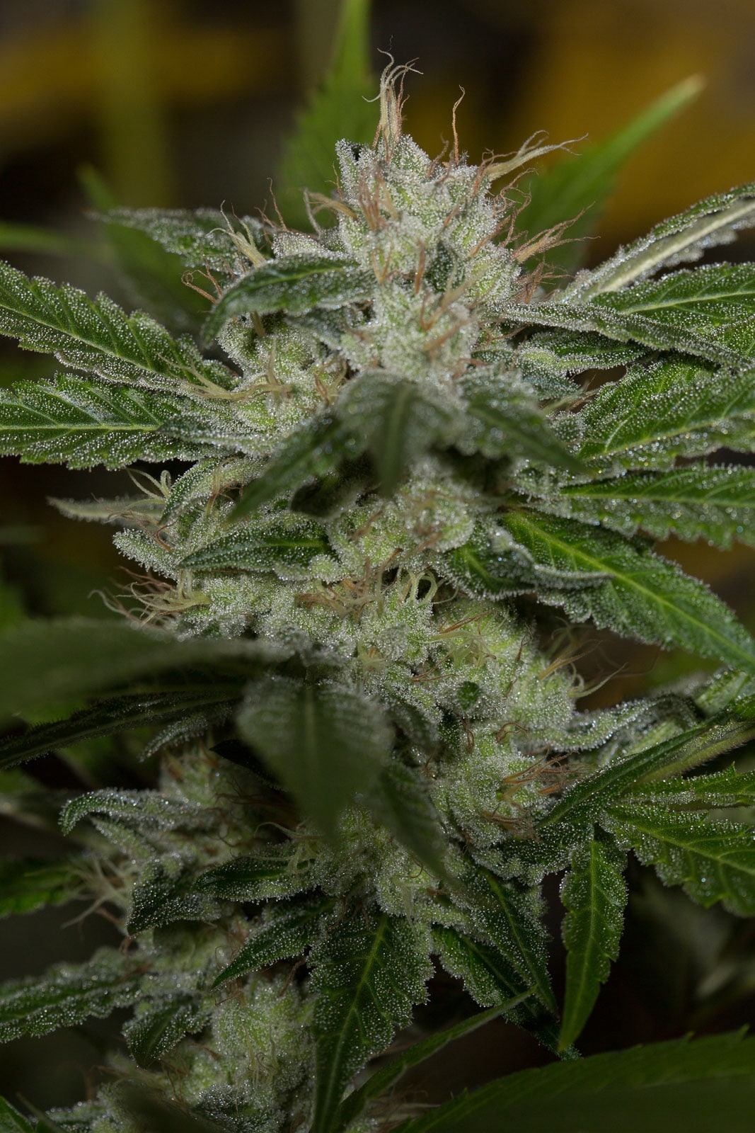 Chemdawg Nordland Seeds cannabis seeds skunk seeds