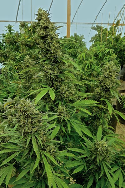 Chemdawg Nordland Seeds cannabis seeds skunk seeds