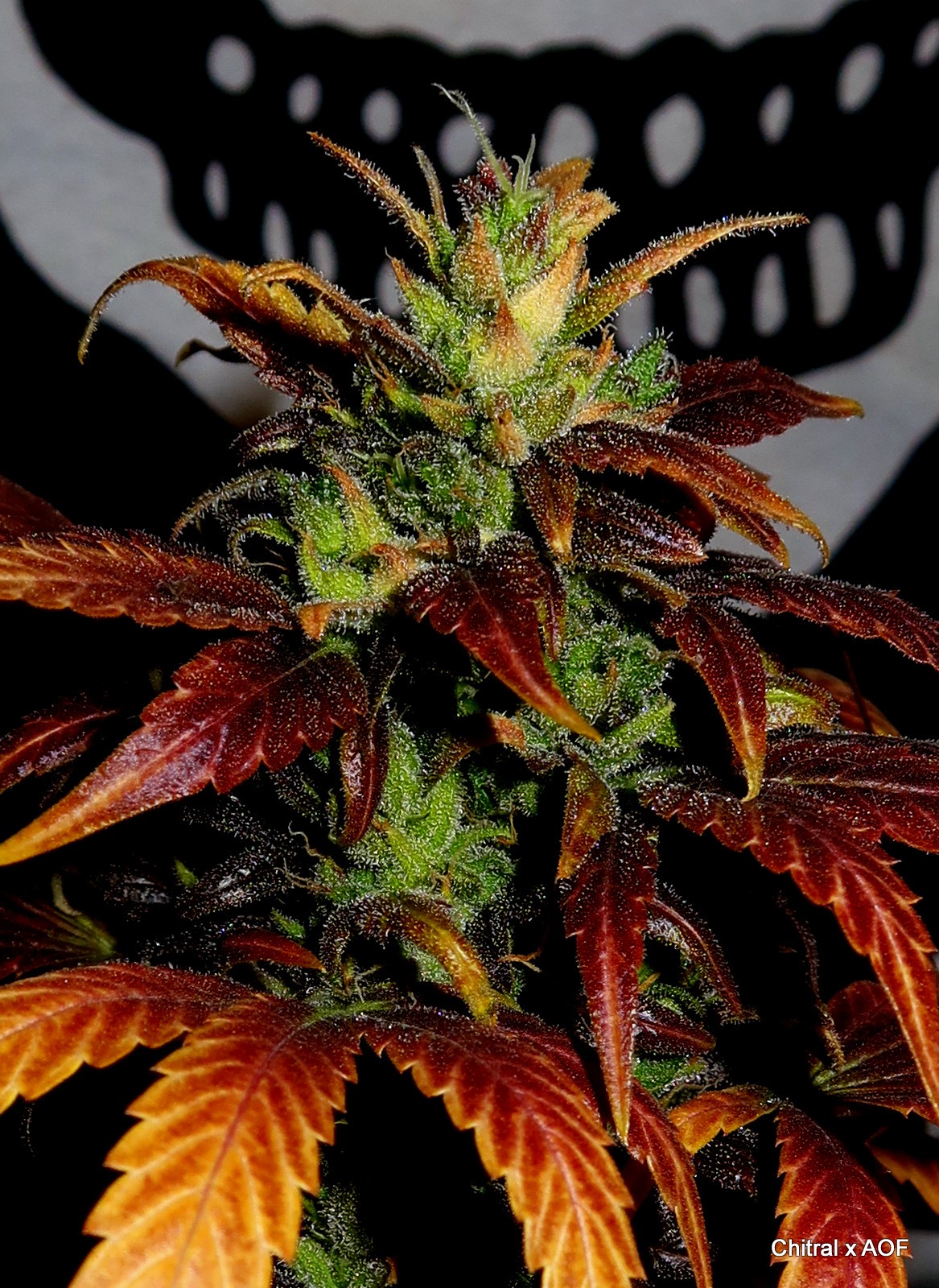Dales 2pak Bald Monkey Seeds