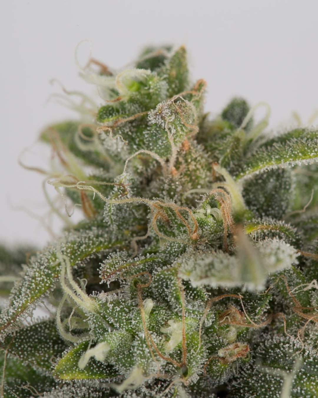 OG Kush Auto - Nordland Seeds - Skunkfrø & cannabisfrø