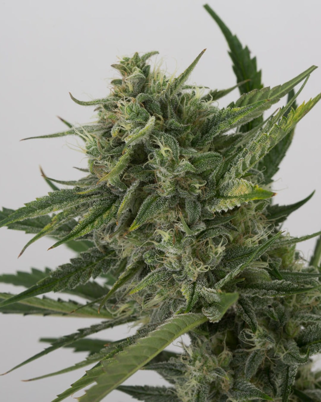 OG Kush Auto - Nordland Seeds - Skunkfrø & cannabisfrø