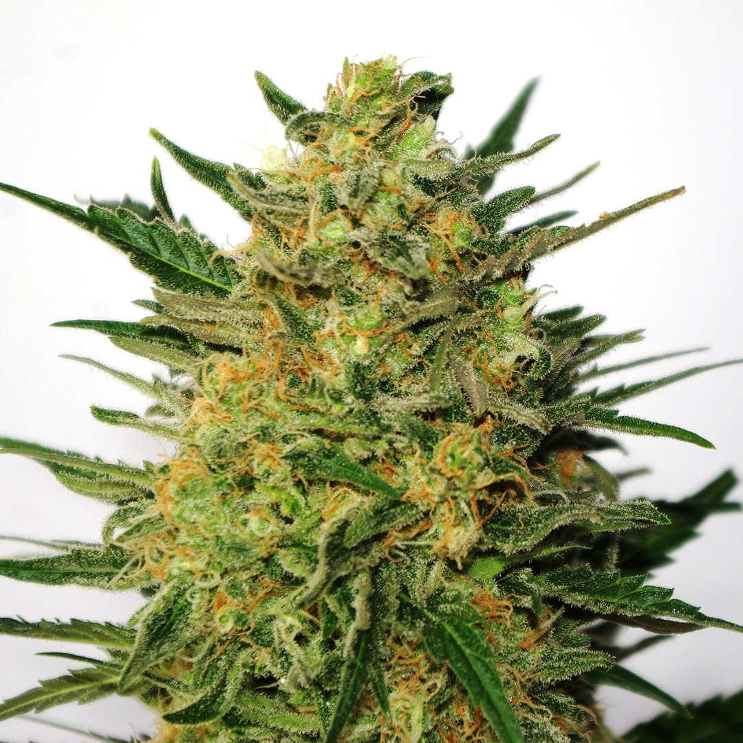 AK-47 Nordland Seeds Cannabis Seeds Sativa Skunk Seeds AK-47 Nordland Seeds Cannabis Seeds Sativa Skunk Seeds