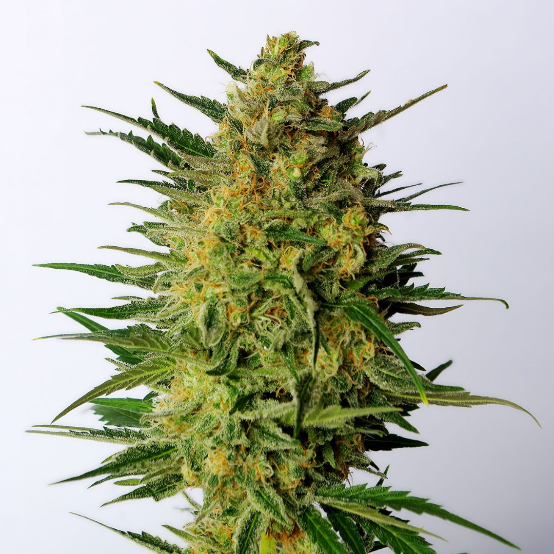AK-47 Nordland Seeds Cannabis Seeds Sativa Skunk Seeds AK-47 Nordland Seeds Cannabis Seeds Sativa Skunk Seeds